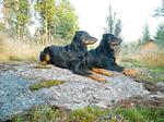 Two Beauceron dogs