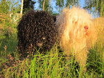 Two beautiful Barbet dogs