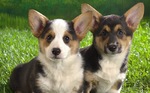 Two beautiful Welsh Corgi Cardigan dogs