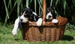 Two Berner Laufhund dogs