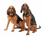 Two Bloodhound dogs