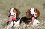 Two bonny Deutsche Bracke puppies