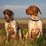 Two lovely Braque Francais dog