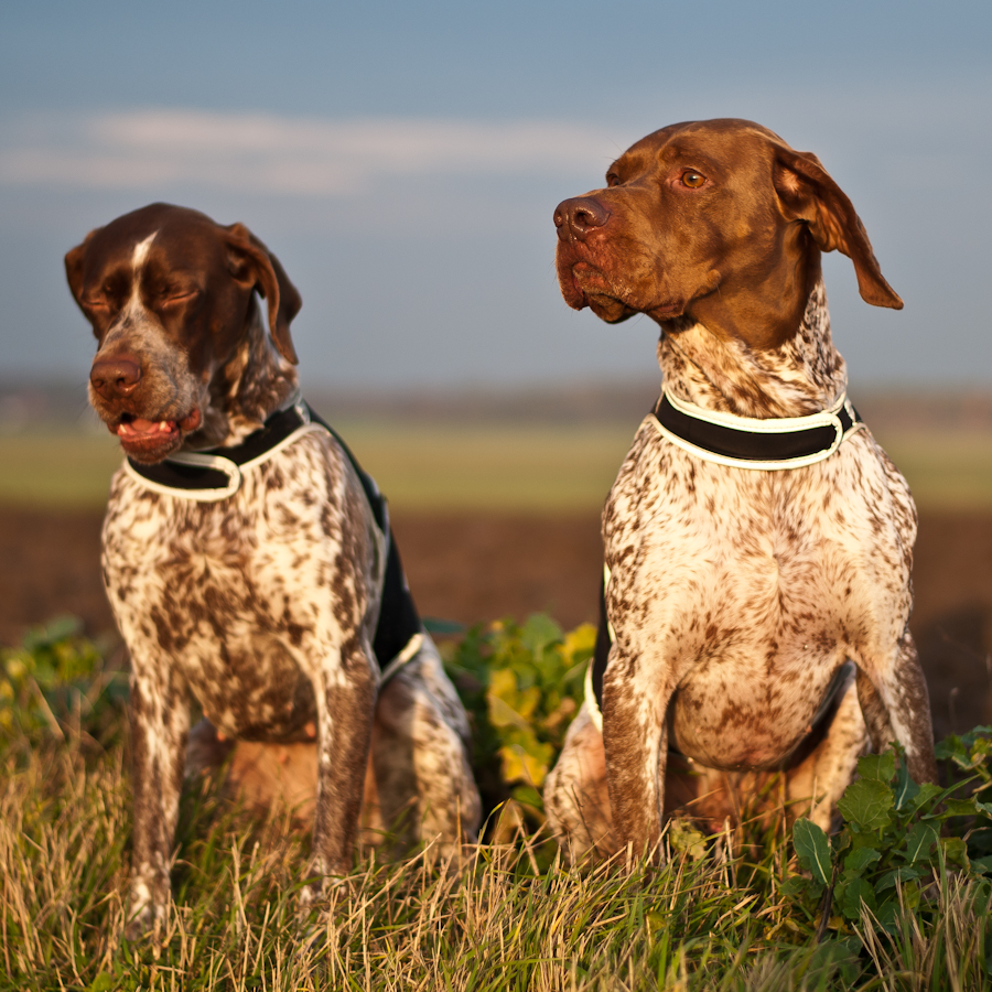Две милые собаки французский бракк фото