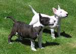 Two Bull and Terrier puppies