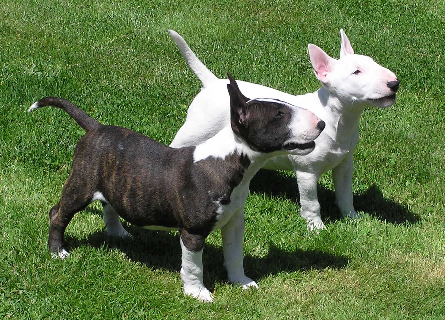 Два щенка буль-энд-терьера фото
