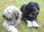 Two Cute Catalan Sheepdog dogs