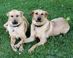 Two Chinook dogs