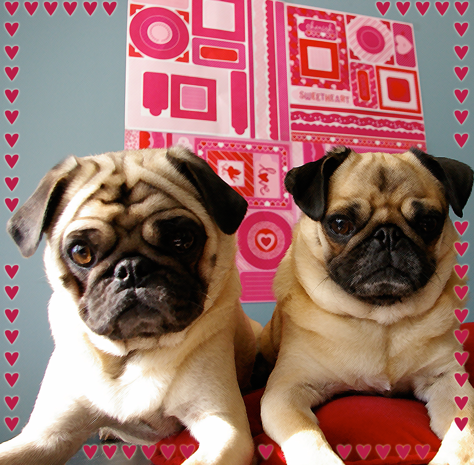 Two cute Valentine Pug dogs фото