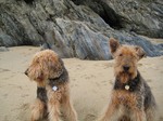 Two cute Airedale Terrier on the beach