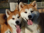 Two cute Akita Inu dogs