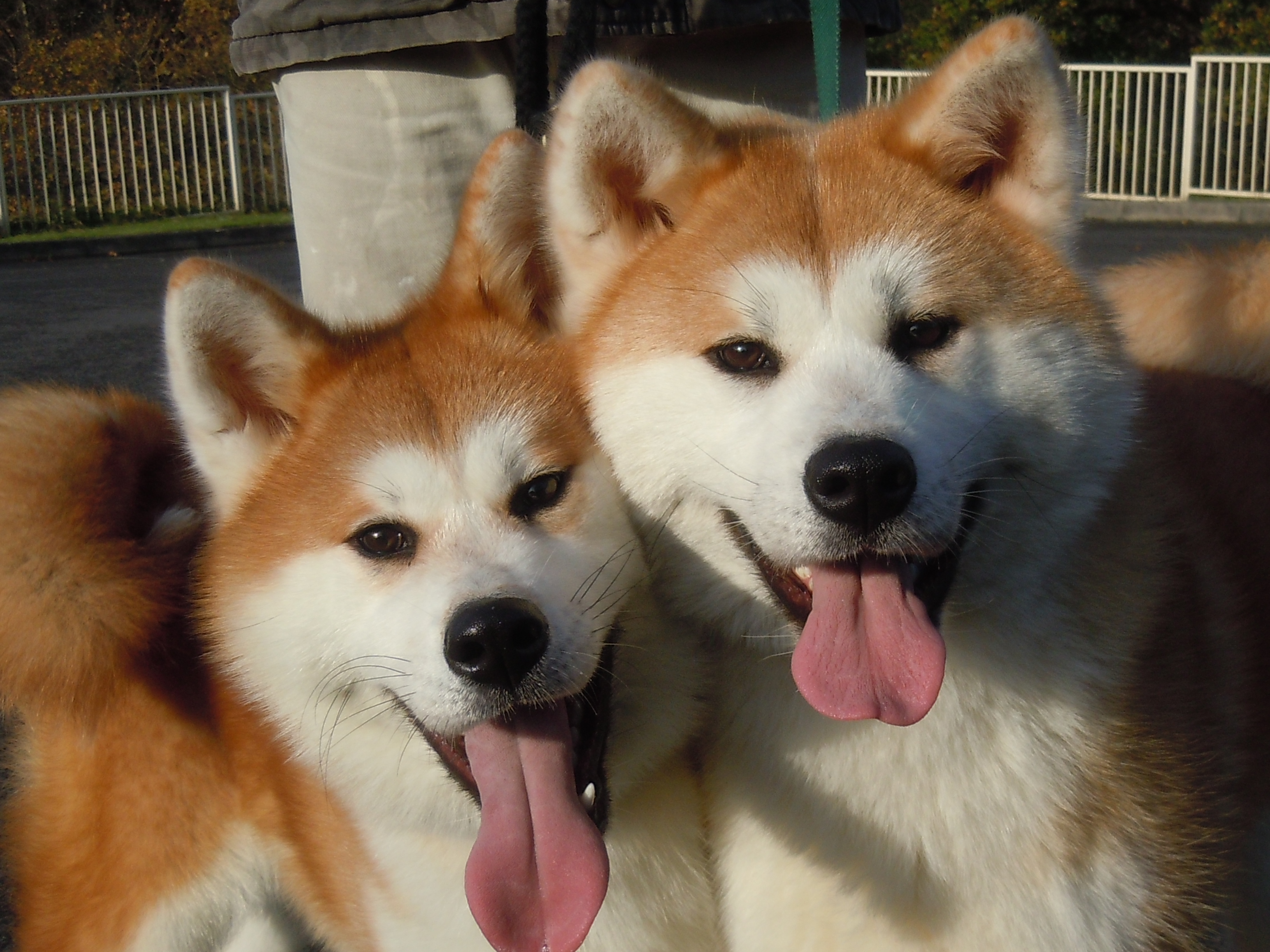 Two cute Akita Inu dogs wallpaper