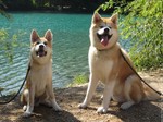 Two cute Akita Inu near the water