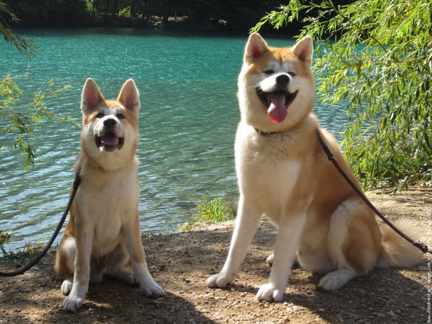 Two cute Akita Inu near the water wallpaper