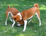 Two cute Basenji dogs