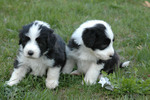 Two cute Bearded Collie puppies