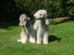 Two cute Bedlington Terrier dogs