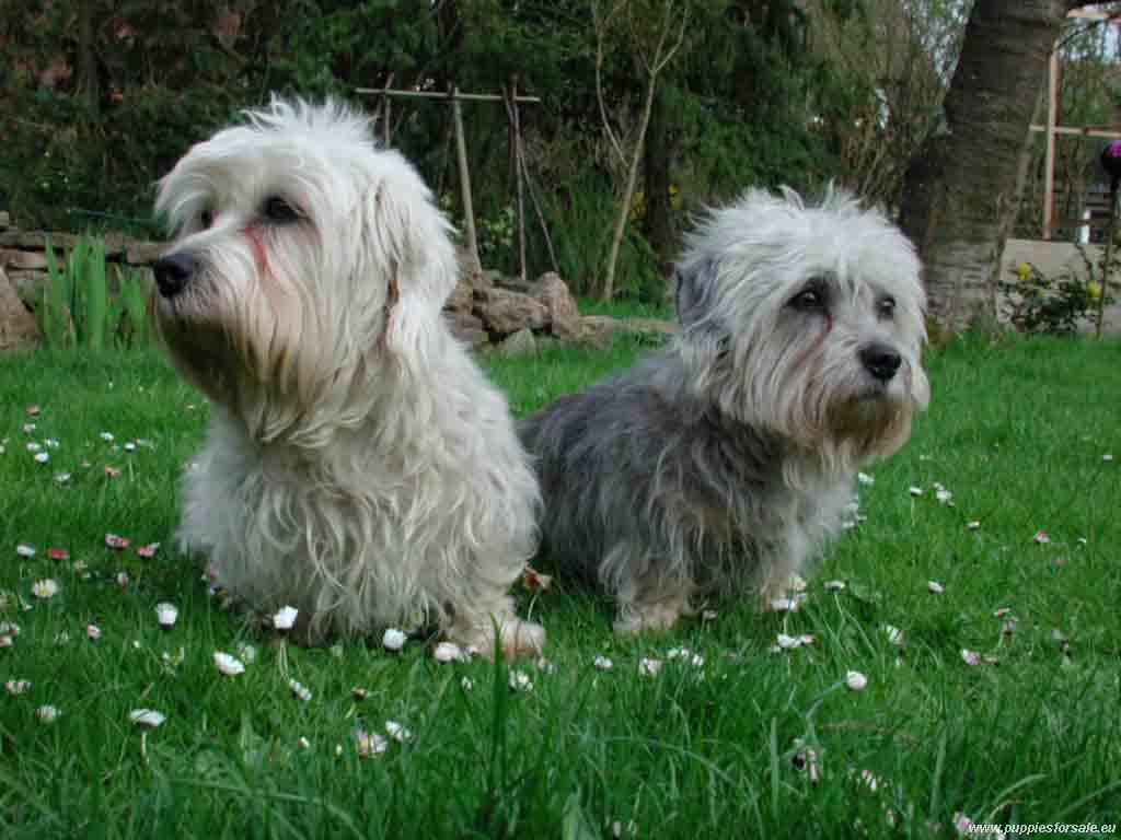 Two cute Dandie Dinmont Terrier dogs wallpaper