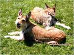 Two cute Dutch Smoushond dogs