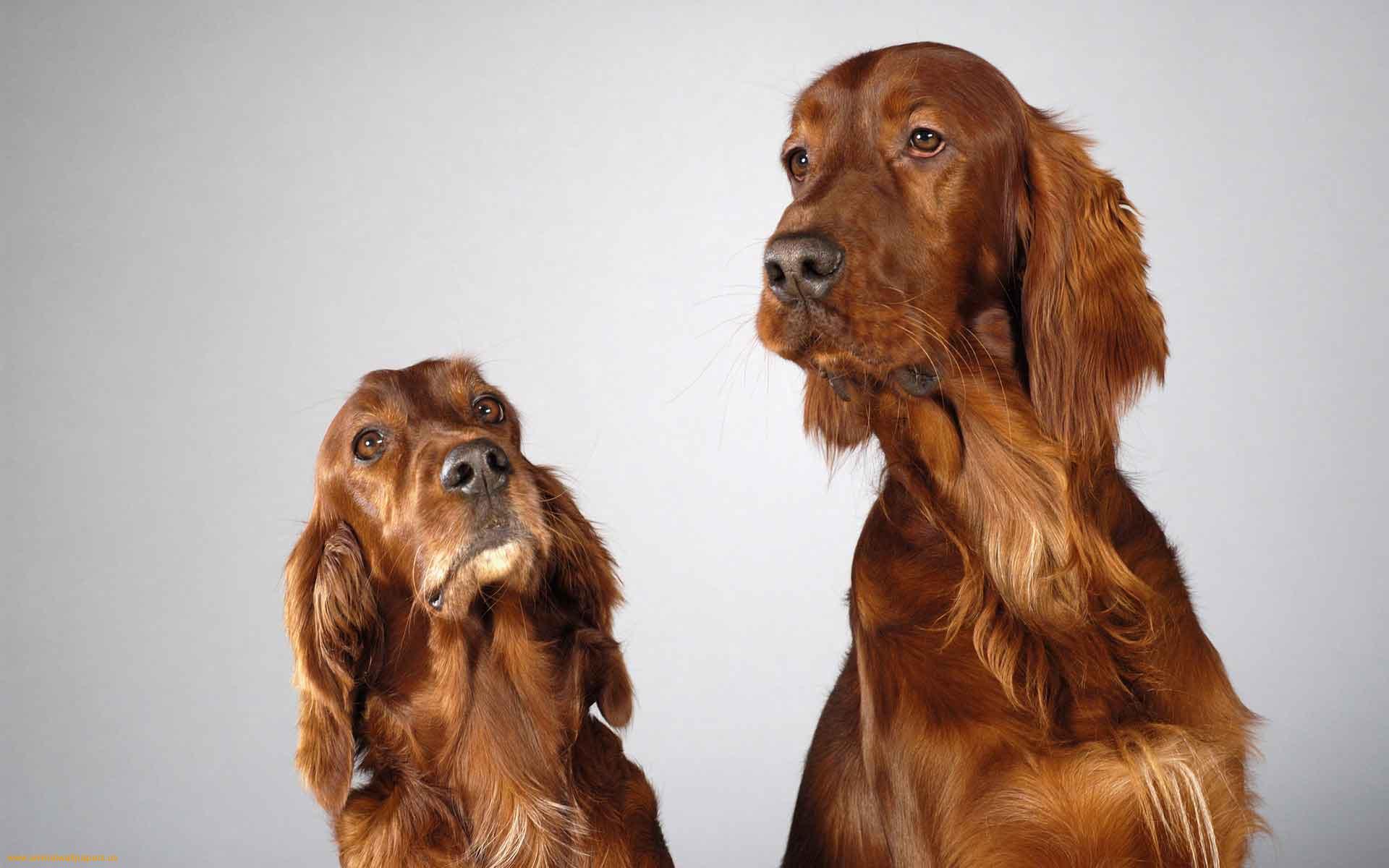 Two cute English Cocker Spaniel dogs wallpaper