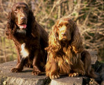 Two cute Field Spaniel dogs