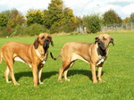 Two cute Fila Brasileiro dogs