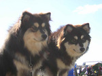 Two cute Finnish Lapphund dogs