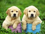 Two cute Golden Retriever puppies