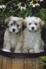 Two cute havanese dogs