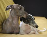 Two cute Italian Greyhound dogs