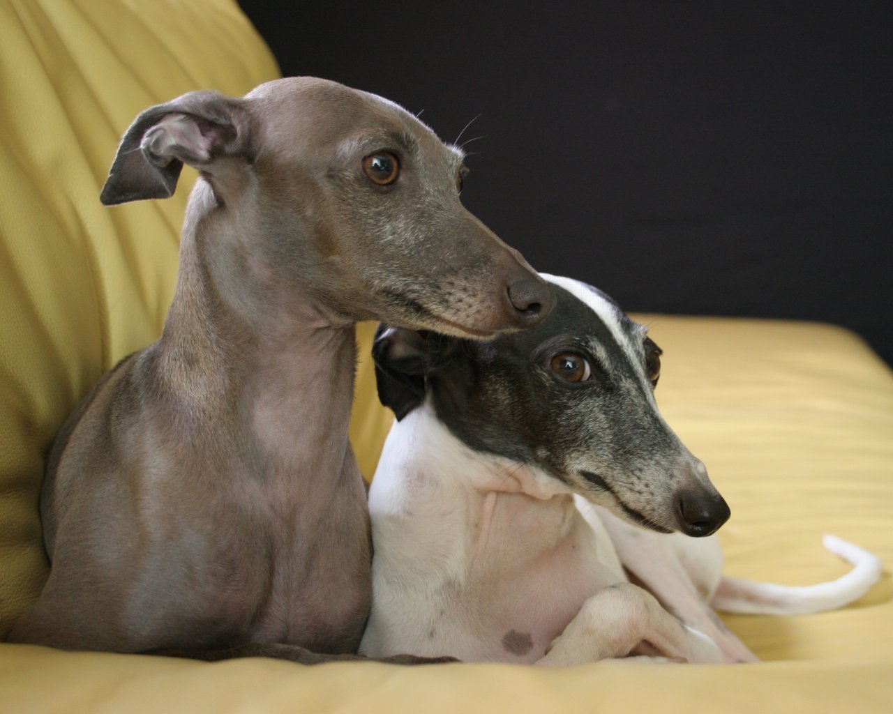 Two cute Italian Greyhound dogs wallpaper