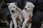 Two cute Kishu puppies