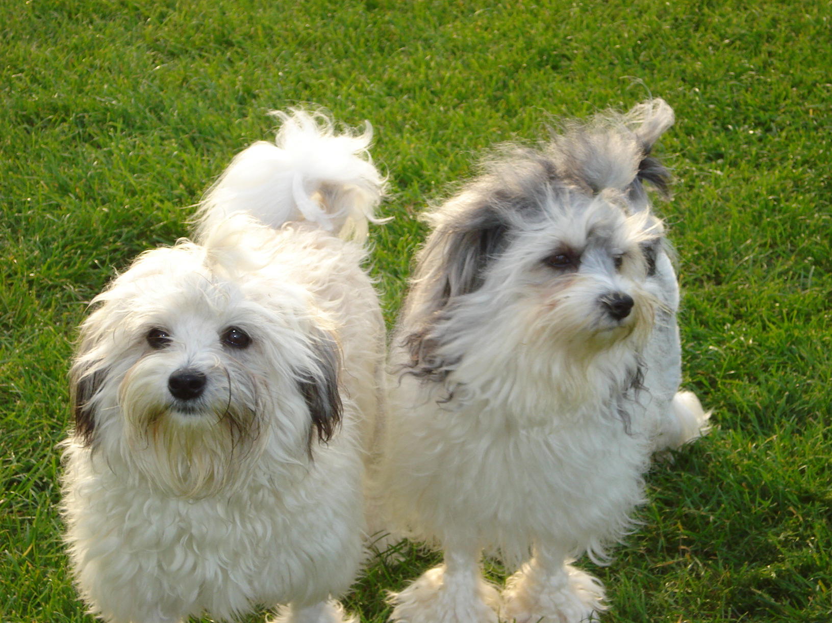 Two cute Löwchen dogs photo and wallpaper. Beautiful Two cute Löwchen