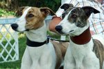 Two cute Magyar Agár dogs