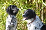 Two cute Münsterländer, Large dogs