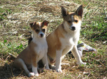 Two cute Norwegian Lundehund dogs