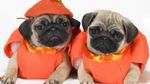 Two cute Pug dogs