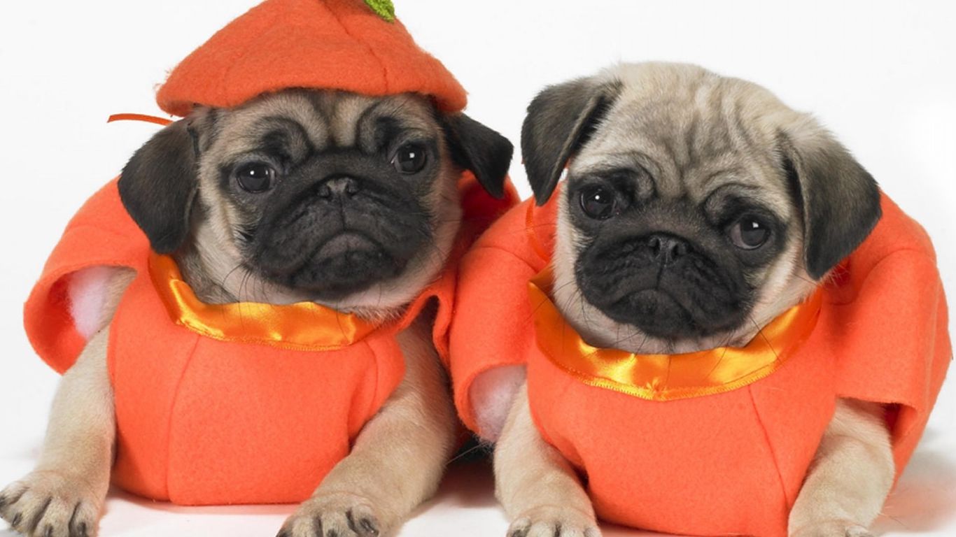 Two cute Pug dogs фото