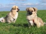 Two cute Tibetan Spaniel dogs