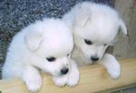Two cute Volpino Italiano dogs
