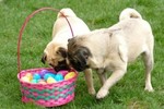 Two Easter Pug dogs