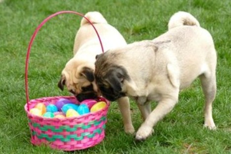 Two Easter Pug dogs фото