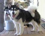 Two funny Alaskan Malamute dogs