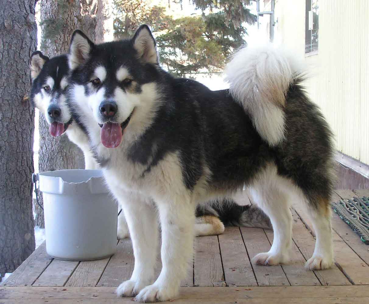 Two funny Alaskan Malamute dogs photo and wallpaper. Beautiful Two funny  Alaskan Malamute dogs pictures