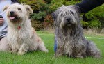 Two Glen of Imaal Terrier dogs