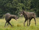 Two Great Dane dogs