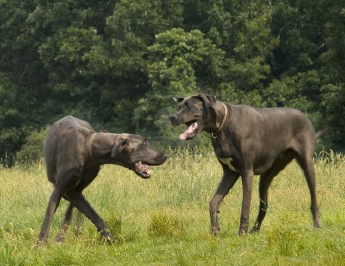 Two Great Dane dogs photo and wallpaper. Beautiful Two Great Dane dogs