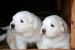 Two Great Pyrenees puppies