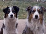 Two happy English Shepherd dogs