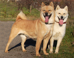 Two Hokkaido dogs